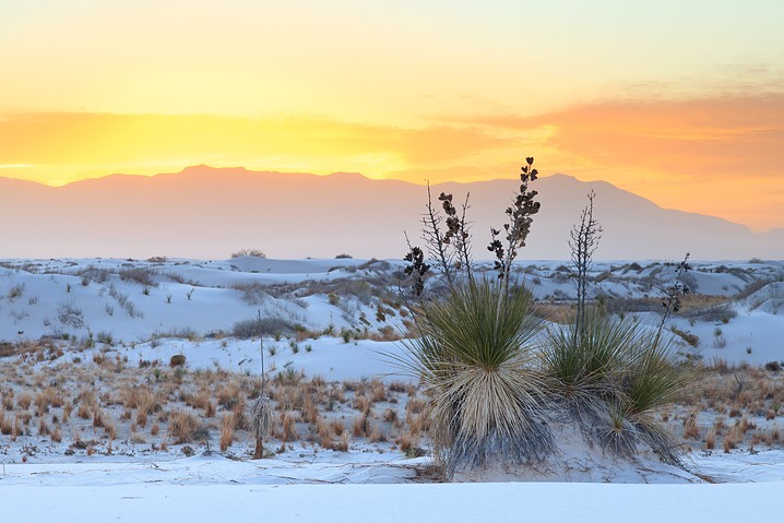 Wste, Seifen-Palmlilie Yucca elata Soaptree Yucca